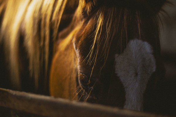 Joint supplements for horses