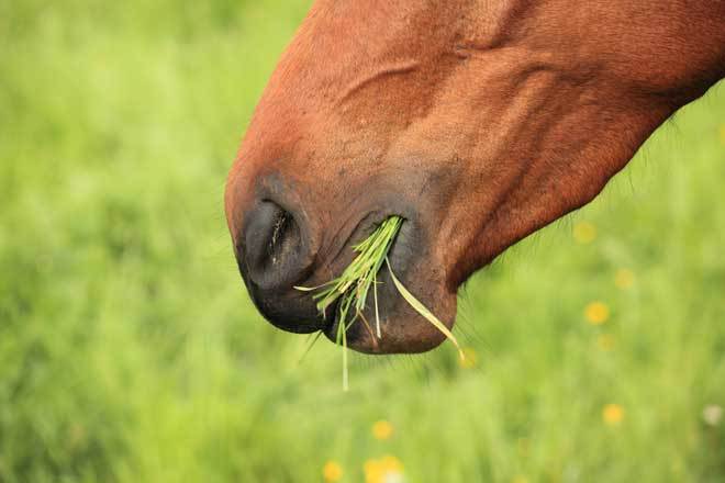 horse-eating-grass