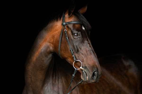 horse-black-background